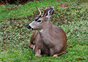 Odocoileus hemionus